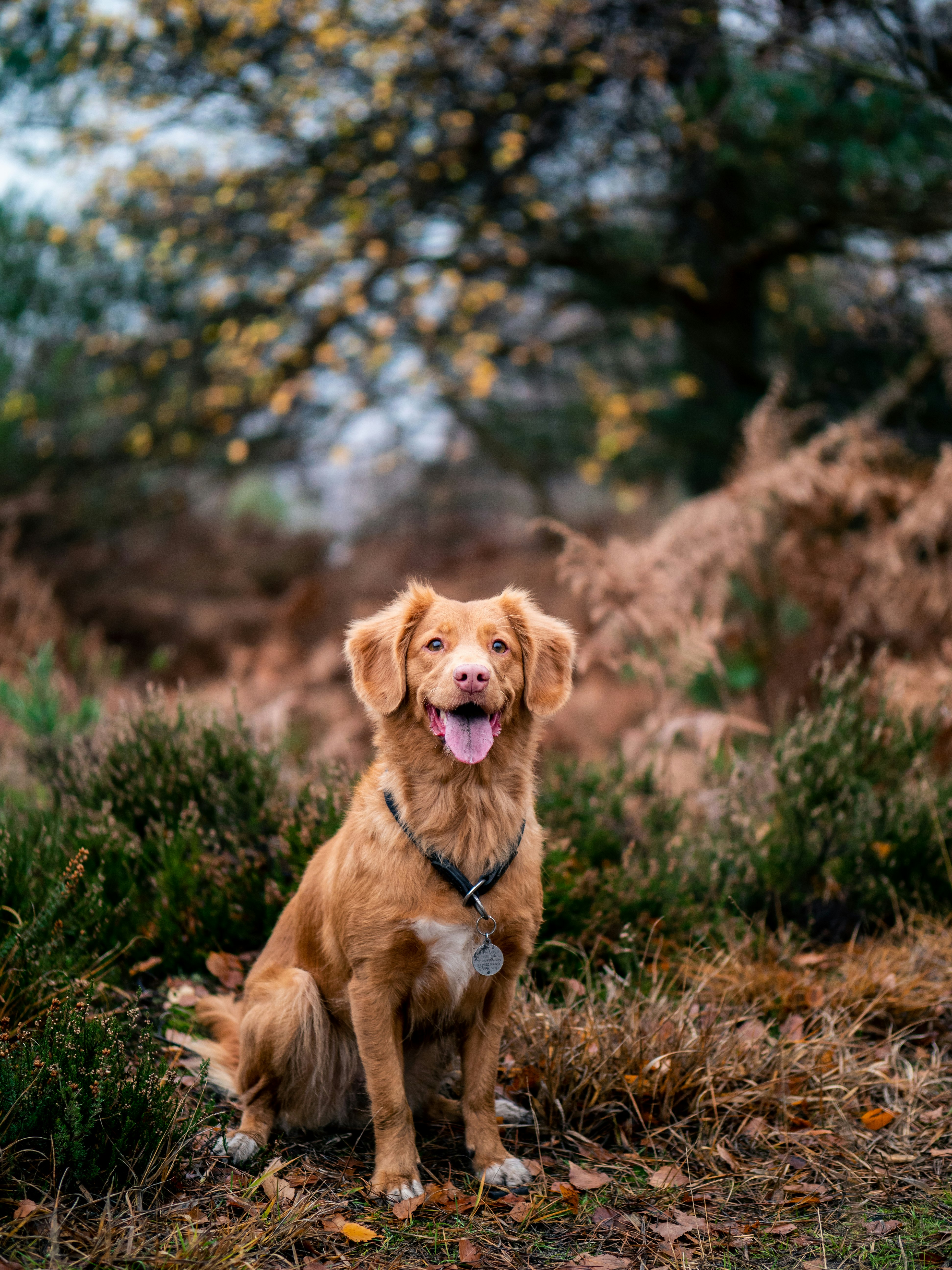 brown dog on grass